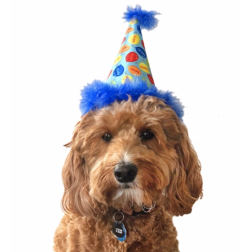 Blue Party Time Cone Pet Hat - Huxley & Kent