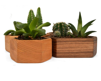 Wooden Succulent Planter