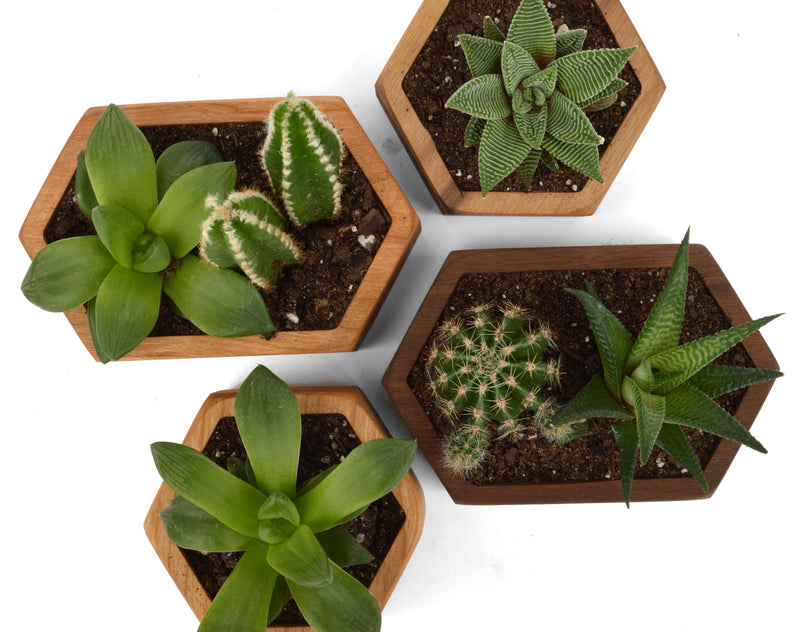 Wooden Succulent Planter