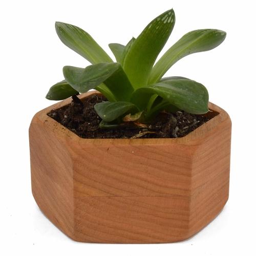 Wooden Succulent Planter