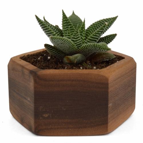 Wooden Succulent Planter